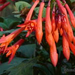 Fuchsia 'Coralle' - Bellenplant