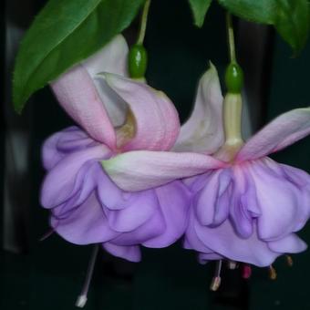 Fuchsia 'Fey'