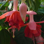 Fuchsia 'Veenlust' - Bellenplant