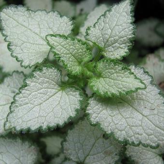 Lamium maculatum 'Beacon Silver'