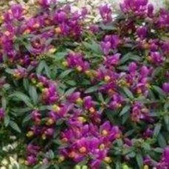 Polygala chamaebuxus 'Grandiflora'