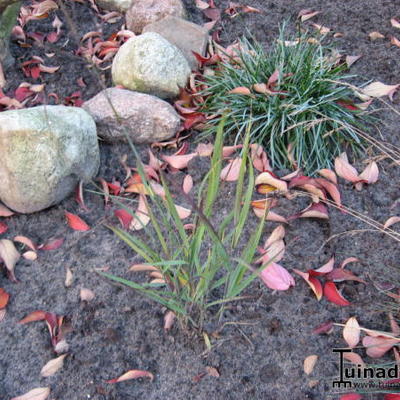 Vingergras - Panicum virgatum 'Heiliger Hain'