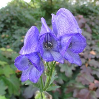 Aconitum carmichaelii 'Arendsii'