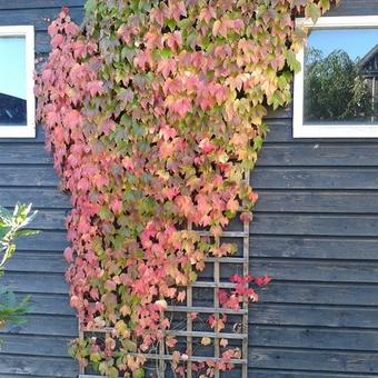 Parthenocissus tricuspidata 'Veitchii'