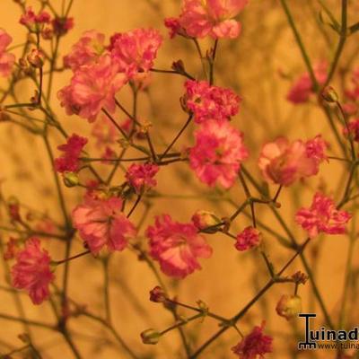 Gipskruid - Gypsophila paniculata 'Flamingo'