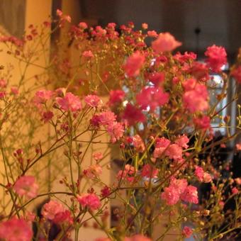 Gypsophila paniculata 'Flamingo'