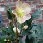 Helleborus x ballardiae HGC 'Maestro' - Nieskruid