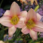 Hemerocallis 'Catherine Woodberry' - Daglelie