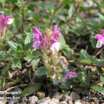 Scutellaria pontica - Kalotje, Alpenglidkruid