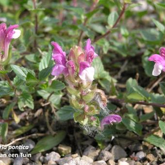 Scutellaria pontica