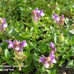 Scutellaria alpina ´Arcobaleno´ - Kalotje, Alpenglidkruid