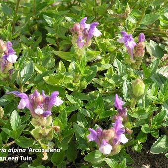 Scutellaria alpina ´Arcobaleno´