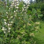 Baptisia alba var. macrophylla - Valse indigo