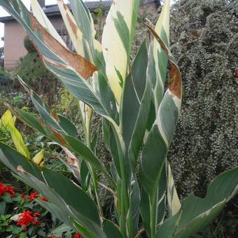 Canna x generalis 'Stuttgart'