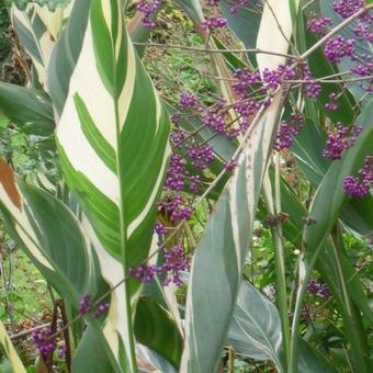 Canna x generalis 'Stuttgart'