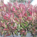 Leucothoe axillaris 'Red Lips' - Druifheide