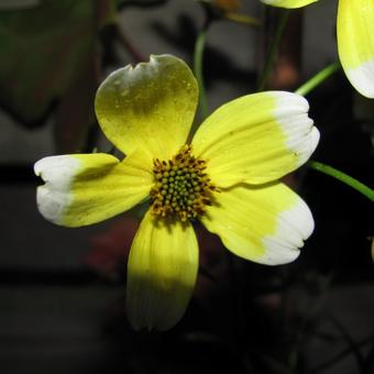 Bidens aurea 'Hannay's Lemon Drop'