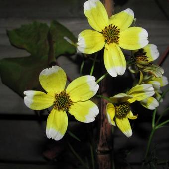 Bidens aurea 'Hannay's Lemon Drop'