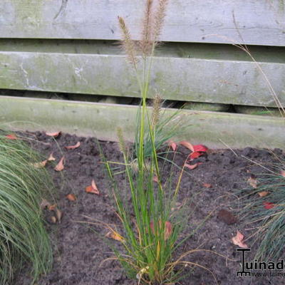 Lampepoetsersgras - Pennisetum alopecuroides 'Gelbstiel'