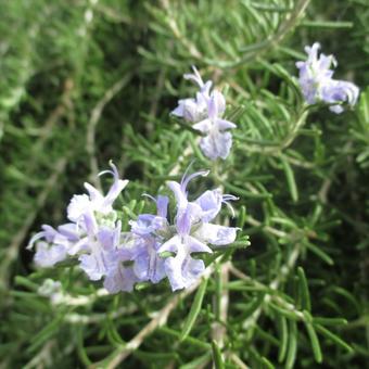 Rosmarinus officinalis Prostratus Group