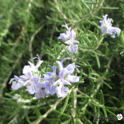 Rosmarinus officinalis Prostratus Group - Rozemarijn, Kruiprozemarijn