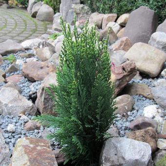 Chamaecyparis lawsoniana 'Snow White'