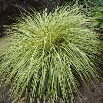 Carex oshimensis 'Evergold'