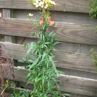 Bidens aurea 'Hannay's Lemon Drop'