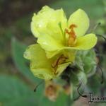 Verbascum thapsus - Koningskaars