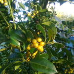 Ilex aquifolium 'Bacciflava' - Hulst