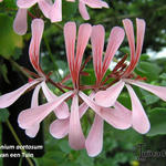 Pelargonium acetosum - Geranium