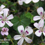 Pelargonium australe - Geranium