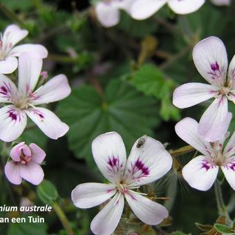 Pelargonium australe