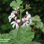 Pelargonium x fragrans - Geranium