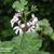 Pelargonium x fragrans