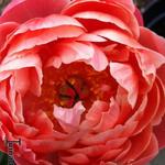 Paeonia 'Coral Charm' - Pioen