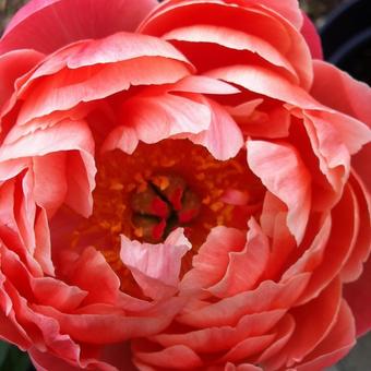 Paeonia 'Coral Charm'