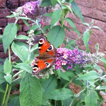 Buddleja davidii