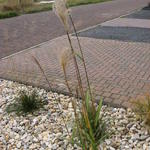 Miscanthus sinensis 'Wetterfahne' - Prachtriet