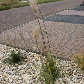 Miscanthus sinensis 'Wetterfahne'