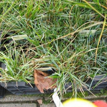 Sesleria caerulea