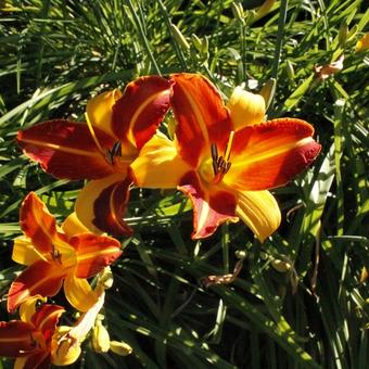 Hemerocallis 'Frans Hals'