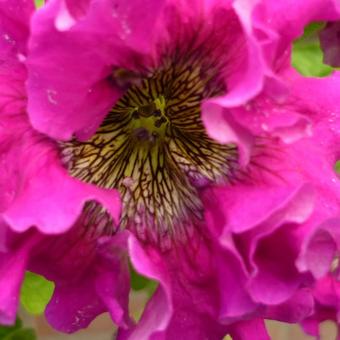 Petunia 'Superbissima Mixed'