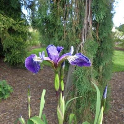 Iris - Iris versicolor