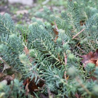 Sedum reflexum