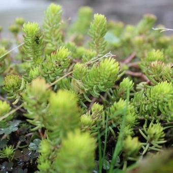 Sedum reflexum 'Angelina'