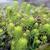 Sedum reflexum 'Angelina'