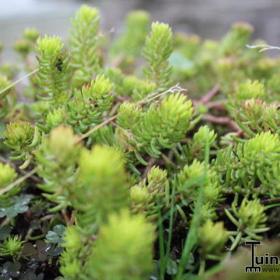 Tripmadam - Sedum reflexum 'Angelina'