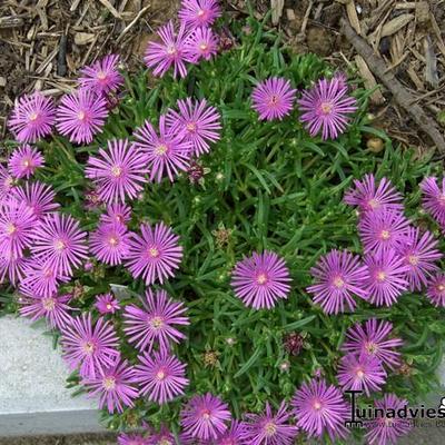 Delosperma cooperi 'Table Mountain' - IJsbloem