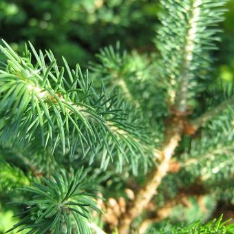 Picea glauca 'Conica'